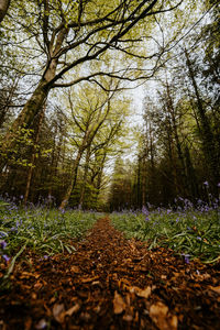 Surface level of dirt road amidst trees in forest