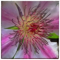 Macro shot of flower