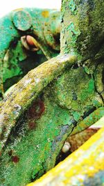 Close-up of lichen on moss