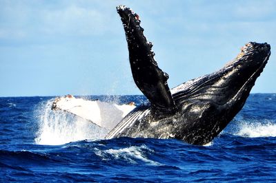 Whale swimming in sea against sky