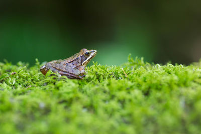 Close-up of frog on land