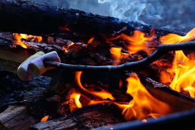 Marshmallows on sticks over bonfire