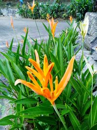 Close-up of orange flowers blooming outdoors