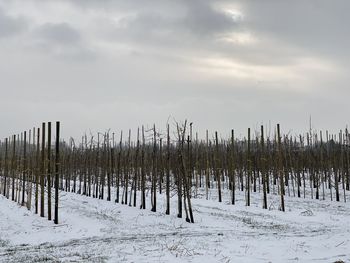 Apple  orchard during winter