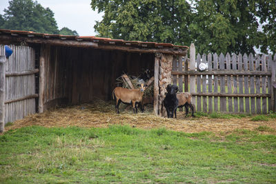 Horse in stable