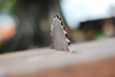 Close-up of ice cream on table