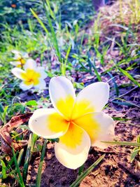 Close-up of yellow crocus flowers on field