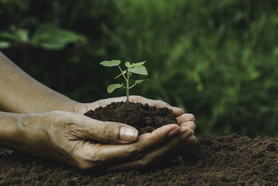 Midsection of woman holding plant