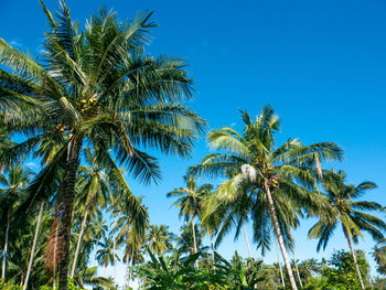 Low angle view of palm trees against blue sky