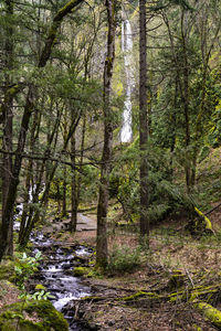 Plants and trees in forest