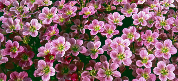 Full frame shot of pink flowering plants