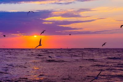 Birds flying over sea against orange sky