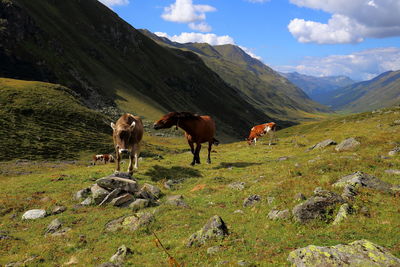 Horses grazing on field against sky