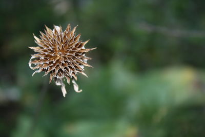 Close-up of flower blooming outdoors