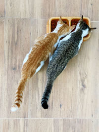 Directly above shot of cat on wooden floor