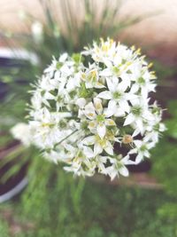 Close-up of flowers