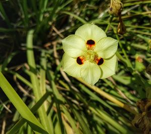 Close-up of flower blooming outdoors