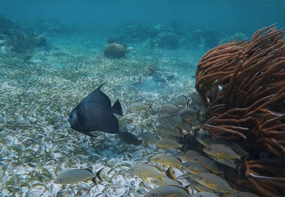 Fish swimming in sea