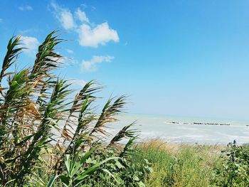 Scenic view of calm sea against clear sky