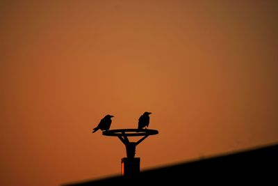 Two birds sitting on a lamp post against an orange sky
