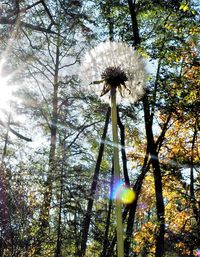 Low angle view of flower trees against the sky