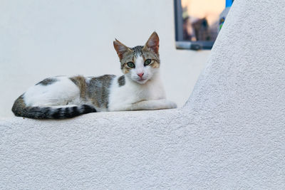 Portrait of  beautiful earmarked cat laying on white wall on white background outdoors 