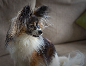 Close-up of a dog looking away at home