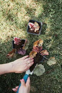 High angle view of hand holding leaf on field