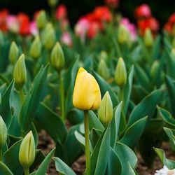 Close-up of yellow flower blooming in garden