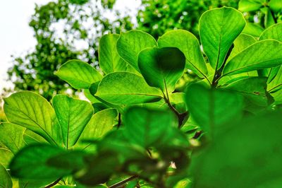 Close-up of fresh green leaves on tree