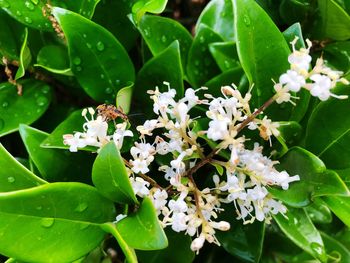 Close-up of white flowering plant