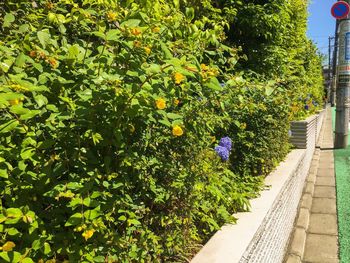 Scenic view of flowering plants by footpath