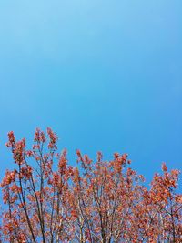 Low angle view of flowers against blue sky