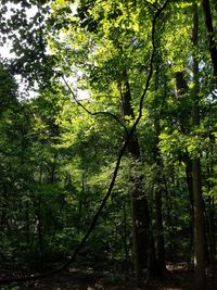 Trees in forest