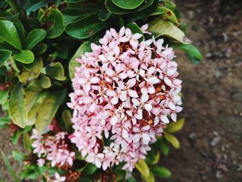 High angle view of pink flowering plant