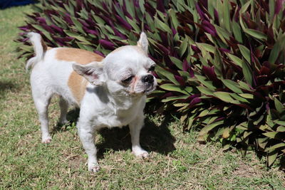 View of dog looking away