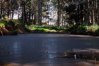 Road by trees in forest