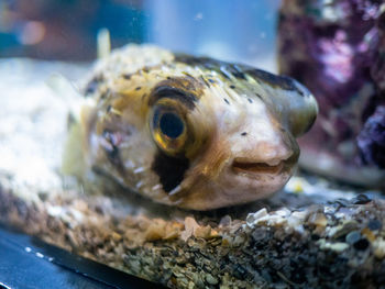 Close-up of fish swimming in sea