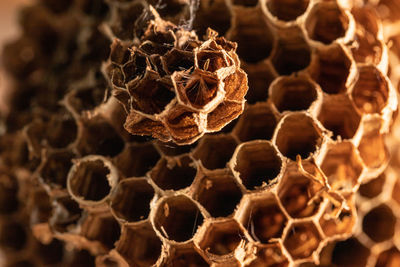 Close-up of bee on dry leaf