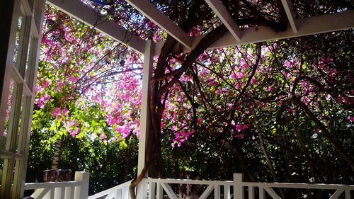 Low angle view of flowers