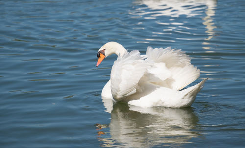 Swan swimming in lake