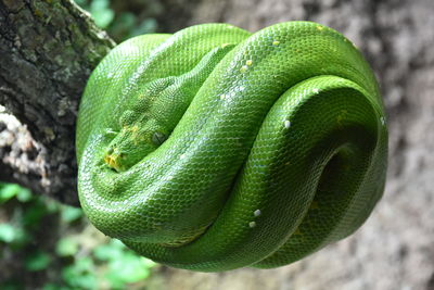 Close-up of green lizard