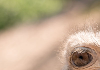 Close-up of horse eye