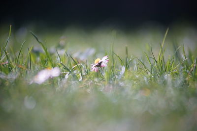 Close-up of flowering plants on field