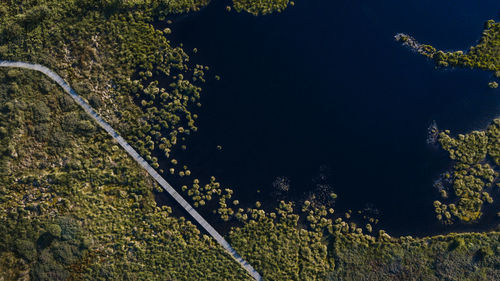 High angle view of plants by sea
