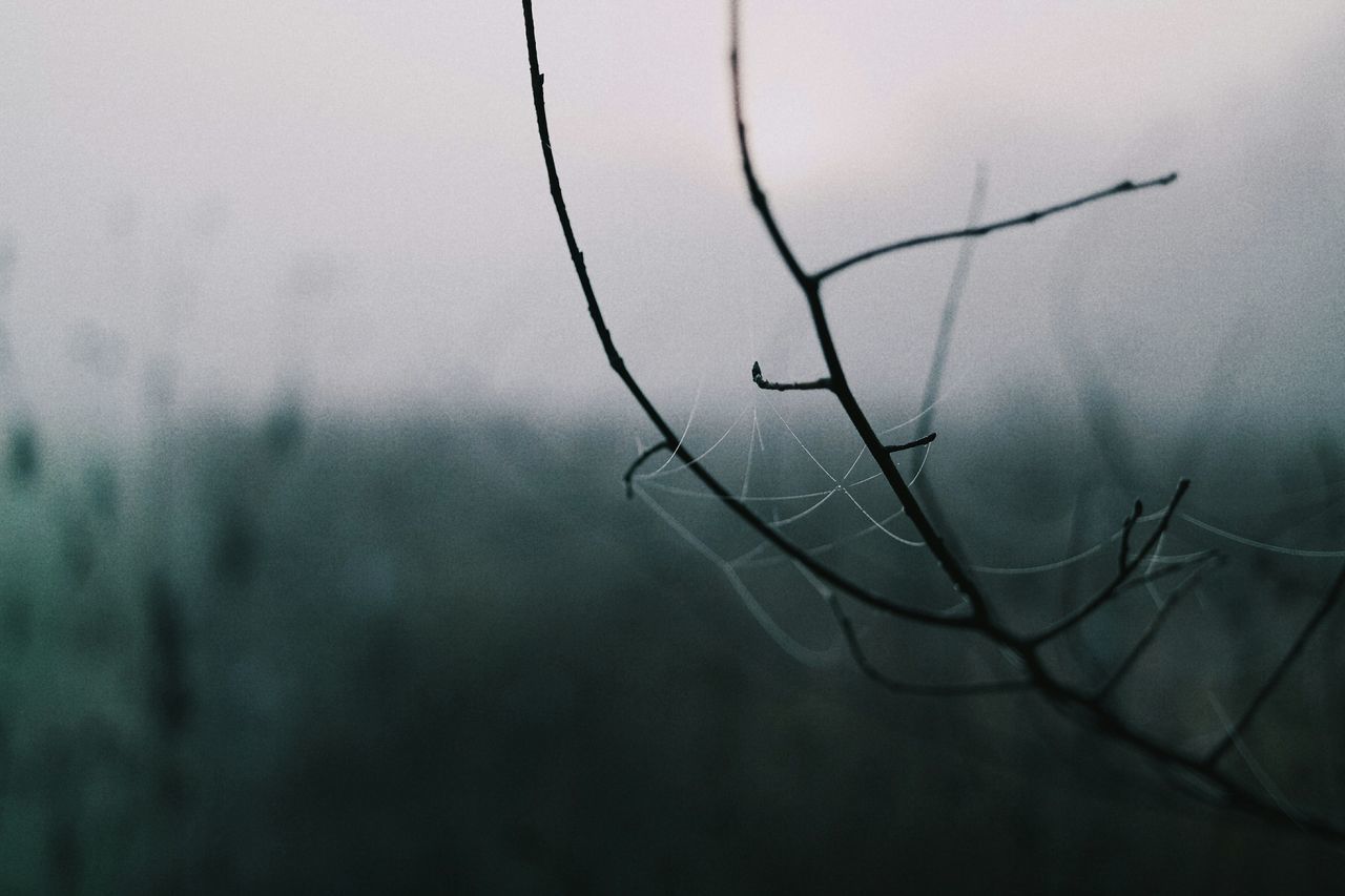 nature, twig, tranquility, close-up, branch, plant, weather, focus on foreground, dead plant, dry, stem, bare tree, beauty in nature, growth, outdoors, sky, no people, day, dusk, fog