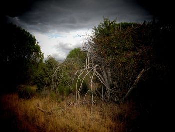 Trees in forest against sky