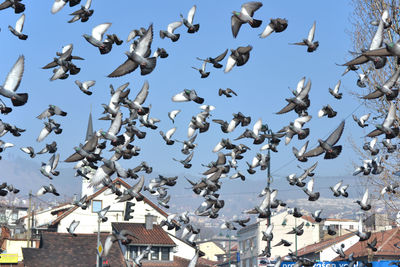 Flock of pigeons flying against blue sky