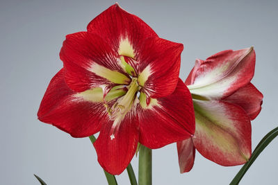 Close-up of red hibiscus against white background