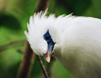 Close-up of a bird